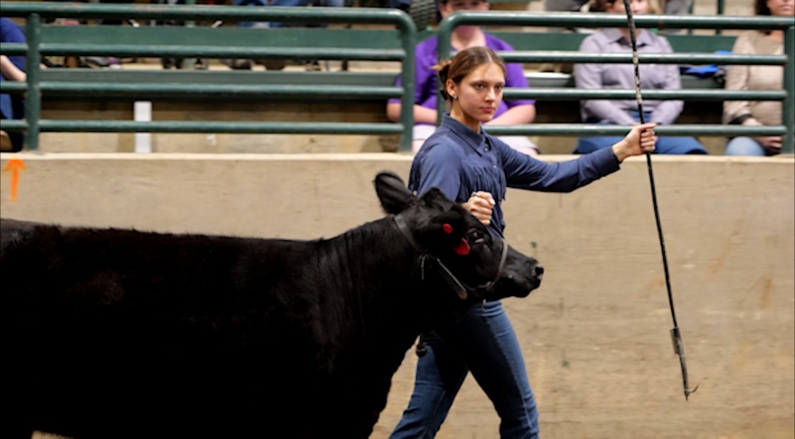 Livestock project teaches life lessons